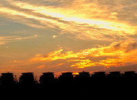 Combines  at Sunset