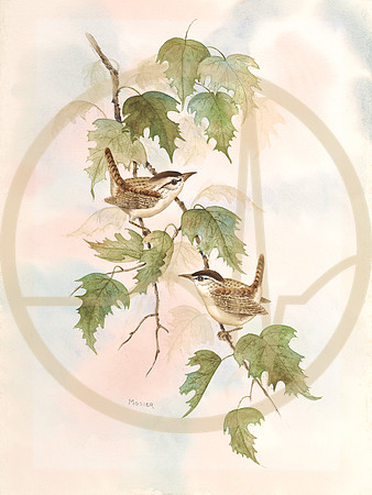 Wrens