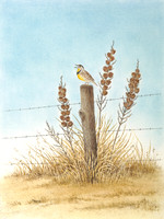 Prairie Warbler