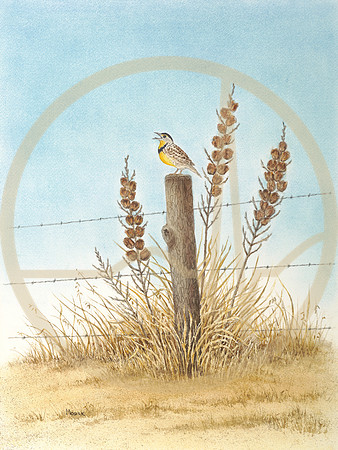 Prairie Warbler