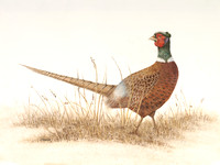 Prairie Prince