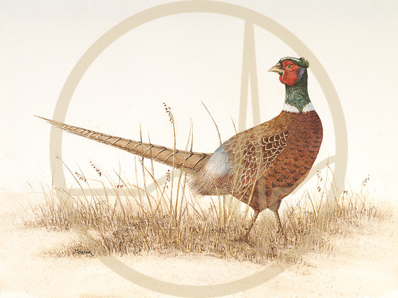 Prairie Prince